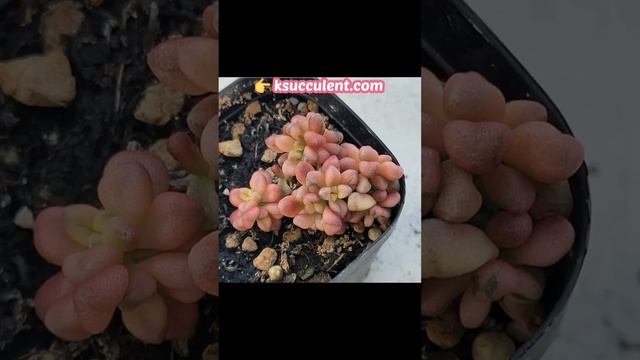 Crassula deltoidea variegated смотреть онлайн