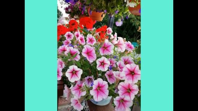 ПЕТУНИЯ АМПЕЛЬНАЯ ИЗ СЕМЯН. РАЗНИЦА РАСТЕНИЙ ИХ ПРОФСЕМЯН И ОБЫЧНЫХ ЦВЕТНЫХ ПАКЕТАХ. смотреть онлайн