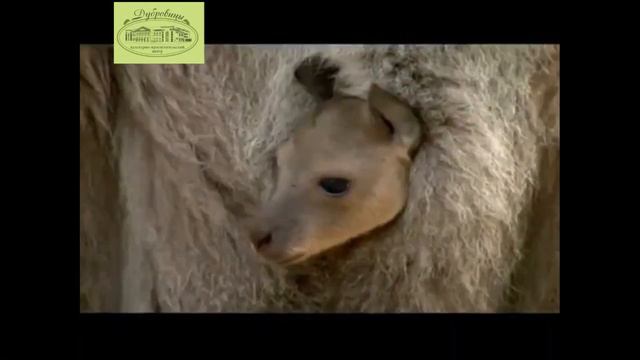 2018-03-06 "Кенгуру" К.Сен-Санса смотреть онлайн