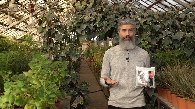 Антуриум и спатифиллум идеально приживется с этим грунтом! Почвогрунт Пуршат смотреть онлайн