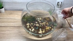 Как собрать аквариум ! Собираем первый круглый аквариум. Гуппи, золотая рыбка, креветки, улитки.