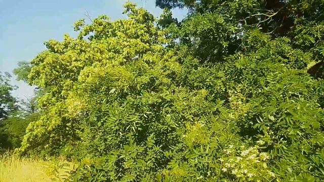 Она способна вылечить от головы, до ног! Софора Японская. смотреть онлайн