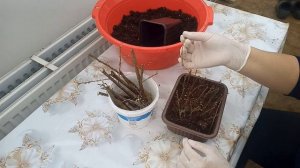 Размножение тамарикса.