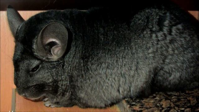 Беременность шиншиллы. Беременная шиншилла. Pregnant Chinchilla