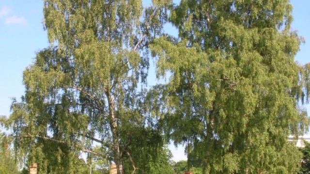 Береза в окне смотреть онлайн