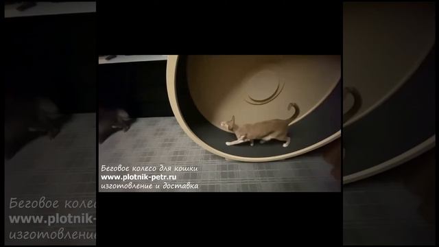 Беговое колесо для кошек ориентальной породы смотреть онлайн