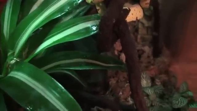 New green tree python and setup смотреть онлайн
