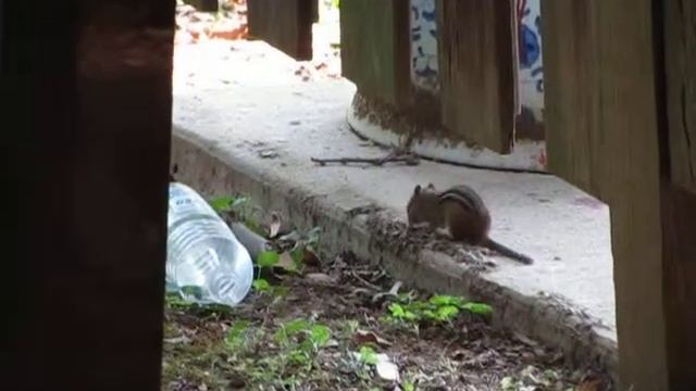 Из жизни бурундуков смотреть онлайн