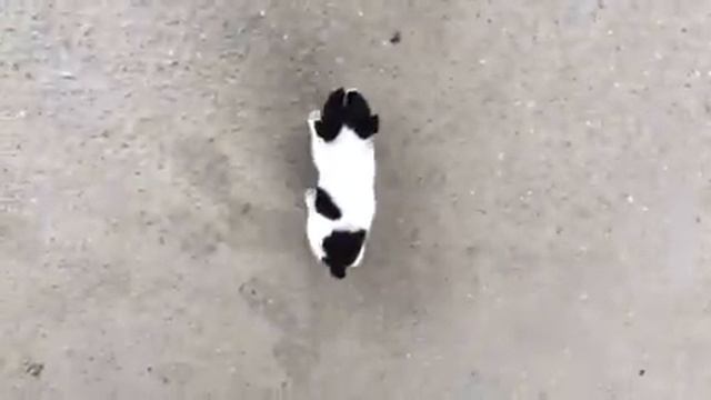 Французский бульдог Филя(1 месяц) смотреть онлайн