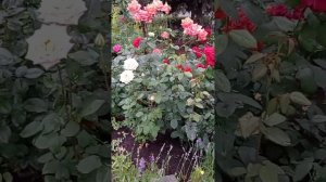 ?Розы Моника Беллуччи, Принцесса Шарлен де Монако  и другие ?после дождя.?????