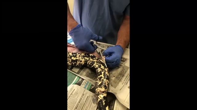 Big Shirl the Boa Killed by FWC Officers along with her 32 Babies смотреть онлайн
