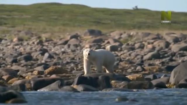 2сезон 3серия Город полярных медведей смотреть онлайн