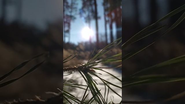 Прогулка в лесу... или поиск листьев дуба для аквариума смотреть онлайн