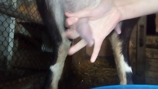 Как правильно доить козу. смотреть онлайн