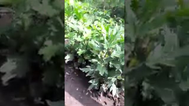 Выращивание цветов - хризантемы смотреть онлайн