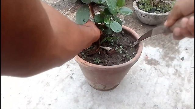 Ficus Iceland cutting grow.....For Bonsai смотреть онлайн