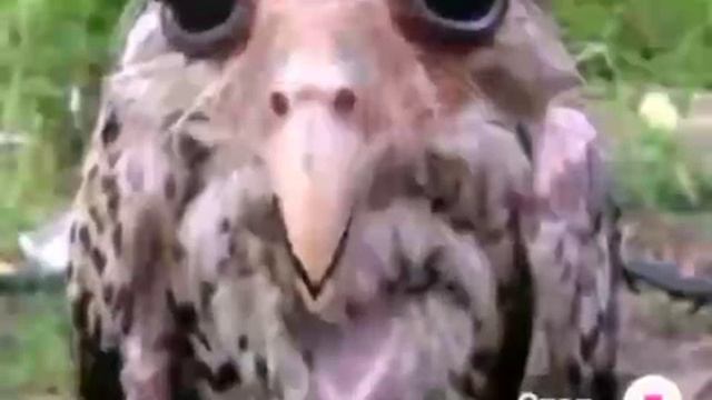 солевая сова #сова