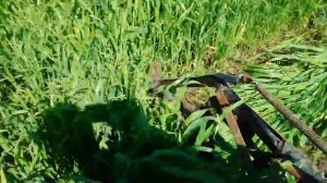 покос суданки мототрактором с роторной косилкой кр 1200