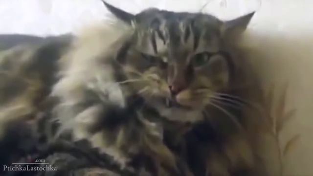 Смешные кошки :) Часть 194 смотреть онлайн