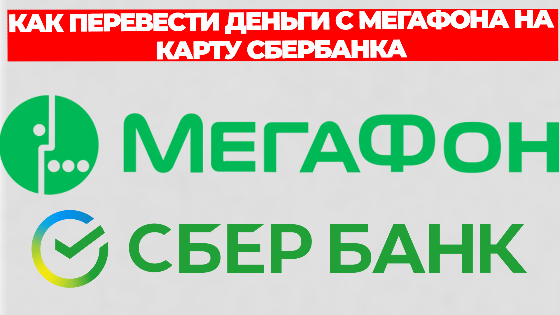 Всезнающий Енот