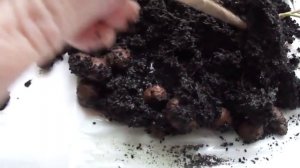 Червячок в цветочном горшке !?