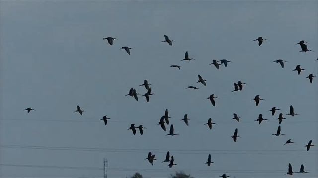 Каравайки в Агамим смотреть онлайн