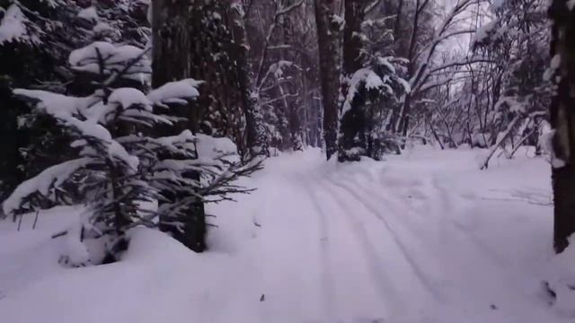 Лыжная трасса в Маклинском лесу. смотреть онлайн
