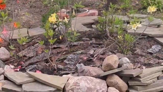 Обзор РОДОДЕНДРОНОВ май-июнь 2017 смотреть онлайн