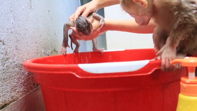 Monkey baby bathes after a period of abstinence. смотреть онлайн