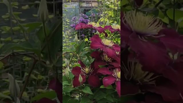 Клематис сорту "Ніобе" смотреть онлайн