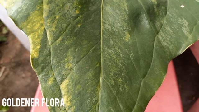 Anthurium PTERODUCTYL VARIGATA THREE COLOURS ( TIGA WARNA ) смотреть онлайн