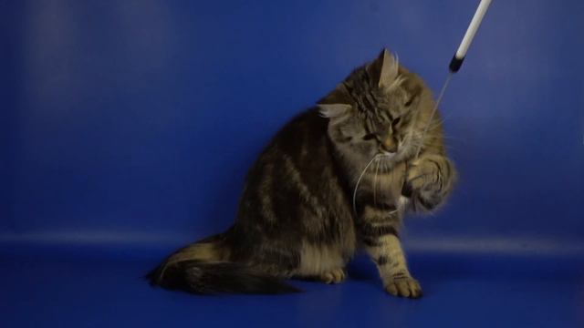 Сибирская кошка Илона (Ilona Crown of Siberia), 1 год 5 месяцев смотреть онлайн