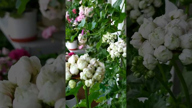 Prince Gustav смотреть онлайн