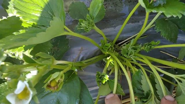 Клубника сорт Фурор высажена 2,5 месяца назад в виде рассады фриго класс А питомника Флевоплант! смотреть онлайн