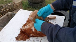 Сдохла курица. Вскрытие. Слабонервным и упоротым не смотреть!