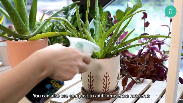 BEST TIPS | HOW TO CARE FOR ALOE VERA смотреть онлайн