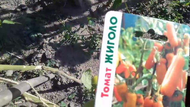 106. Мои "позорные" томаты смогли меня удивить. смотреть онлайн