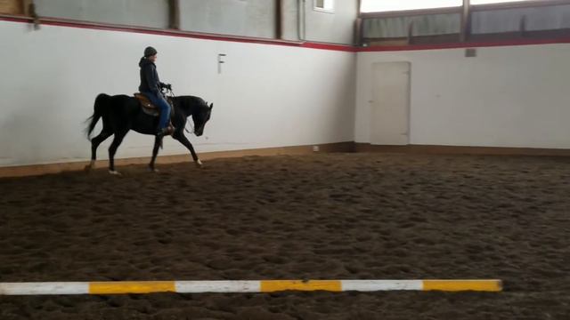 Armani 1997 Black Arabian Gelding смотреть онлайн