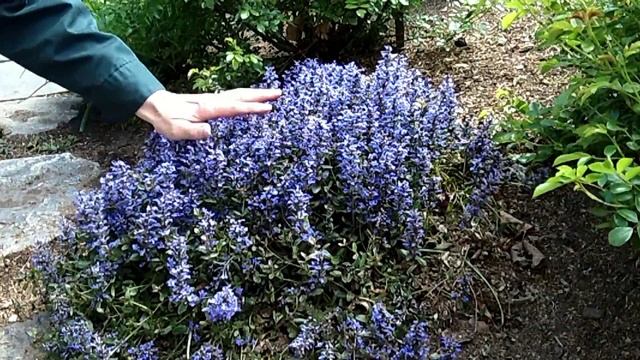 Chocolate Chip Ajuga - Ajuga 'Chocolate Chip' | Flowering Groundcover | Bugleweed смотреть онлайн