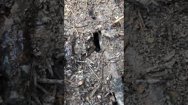 Рыжие лесные муравьи смотреть онлайн