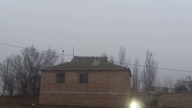 петарда и голуби смотреть онлайн