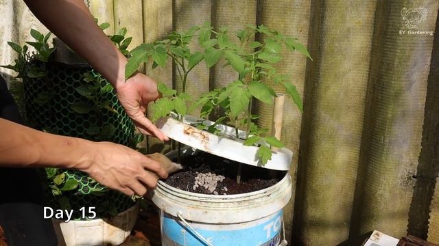 Grow Tomatoes In Homemade Semi-Hydroponic Paint Buckets смотреть онлайн