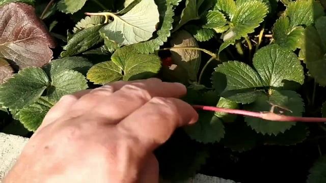 СУПЕР МУЛьЧА--шелуха Какао БОБОВ. смотреть онлайн