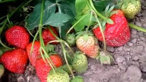 Королева Елизавета 2 -ремонтантная клубника в Беларуси