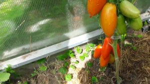 Томаты НИАГАРА - красивые, вкусные сливки! ТопСад