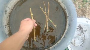 Смородина черная.Размножение смородины черенками.