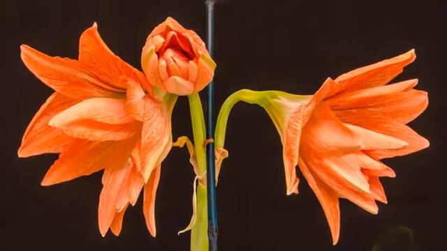 Amaryllis Movie.mp4 смотреть онлайн