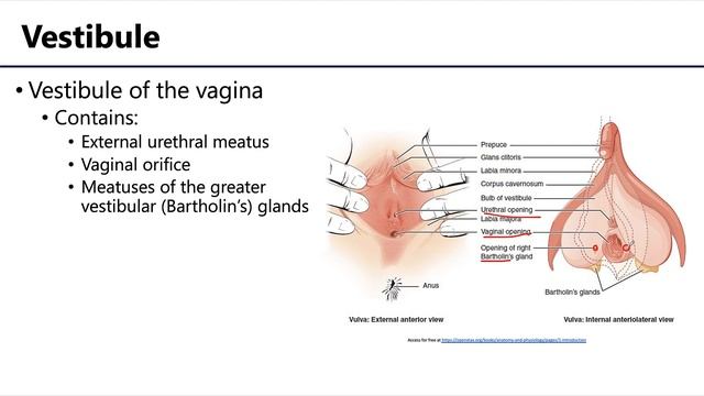 Vulva - Learning Objectives смотреть онлайн