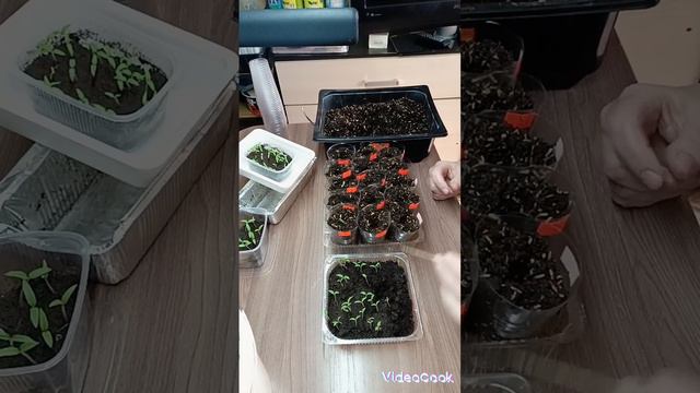 Пикировка рассады томатов.3 марта 2024 г. смотреть онлайн