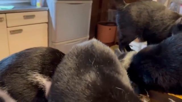お代わりを要求するよになった子猫達 生後1日で独りぼっちになった子猫+2 Day79・65・59 【2023 11 05-1 】 смотреть онлайн
